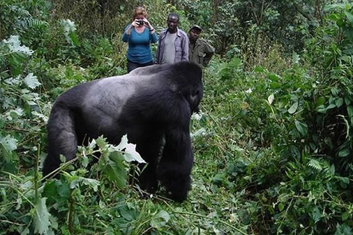3-Day Gorilla Trekking in Bwindi Impenetrable National Park — Uganda Gorilla Safari photo 4