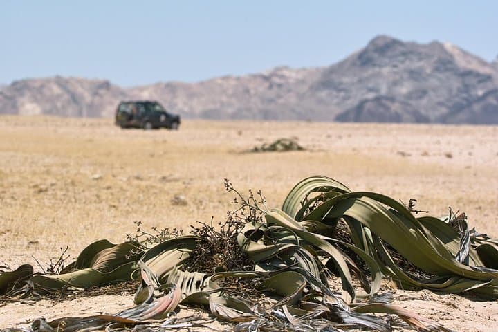 Explore the Moon Landscape & Ancient Welwitschia: 4x4 Half-Day Tour from Walvis Bay photo 3