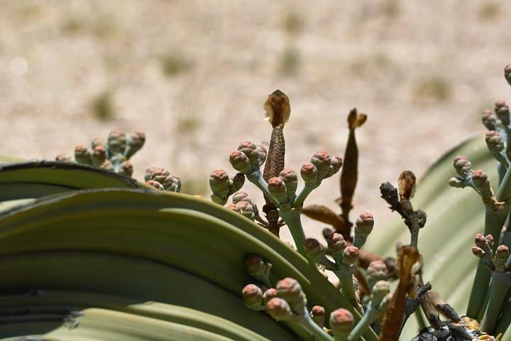 Explore the Moon Landscape & Ancient Welwitschia: 4x4 Half-Day Tour from Walvis Bay photo 4