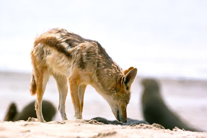 Walvis Bay Half-Day Tour: Climb Dune 7, Pelican Point & See Seals photo 3