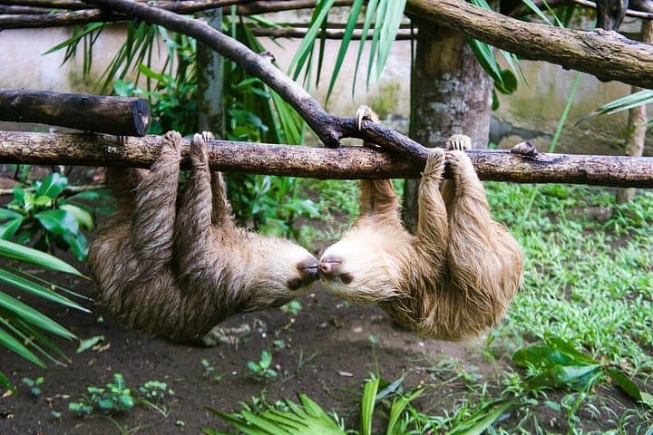 Sloths & Limón Highlights — Cahuita Wildlife and Caribbean Culture Tour photo 1