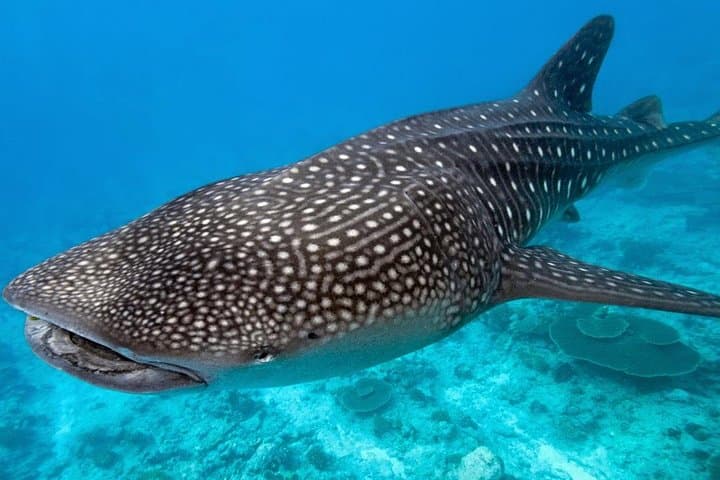 Private Whale Shark Swim From Tulum — Day Trip to Isla Mujeres, Contoy & Holbox photo 4