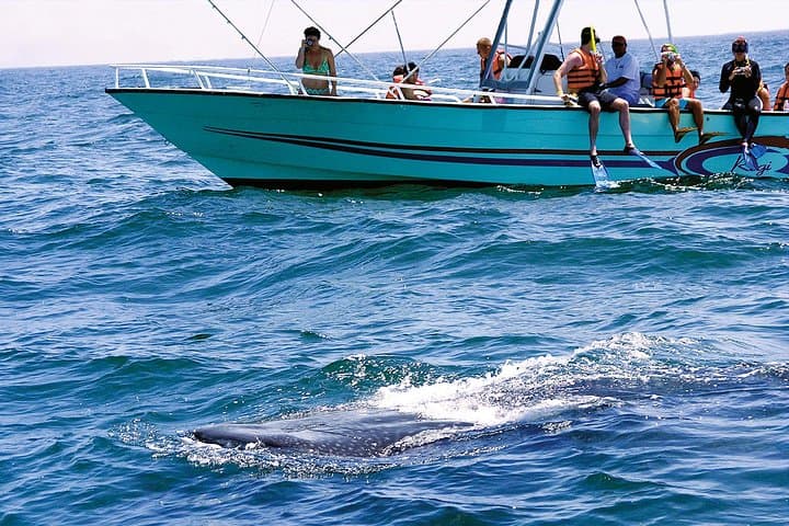 Private Whale Shark Swim From Tulum — Day Trip to Isla Mujeres, Contoy & Holbox photo 5