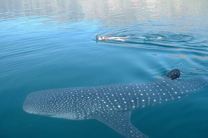 Private Whale Shark Swim From Tulum — Day Trip to Isla Mujeres, Contoy & Holbox