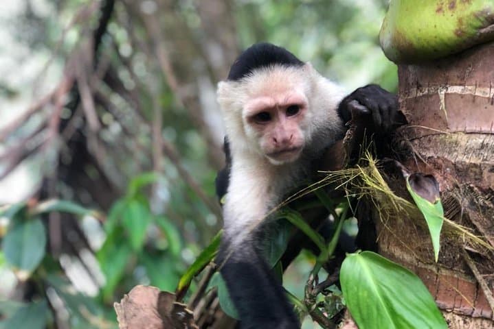 Rainforest Skywalk & Tarcoles River Cruise — Puntarenas Shore Excursion photo 5