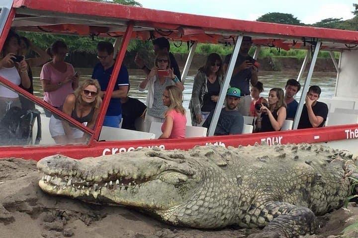 Rainforest Skywalk & Tarcoles River Cruise — Puntarenas Shore Excursion photo 6