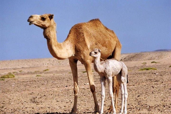 Wahiba Sands Desert Safari & Wadi Bani Khalid Day Trip from Muscat photo 3