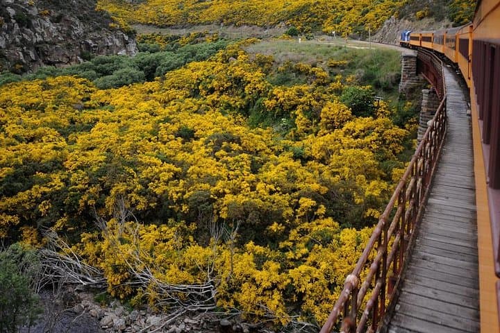 Taieri Gorge Railway & Dunedin Shore Excursion — Scenic Train Ride and City Highlights photo 3