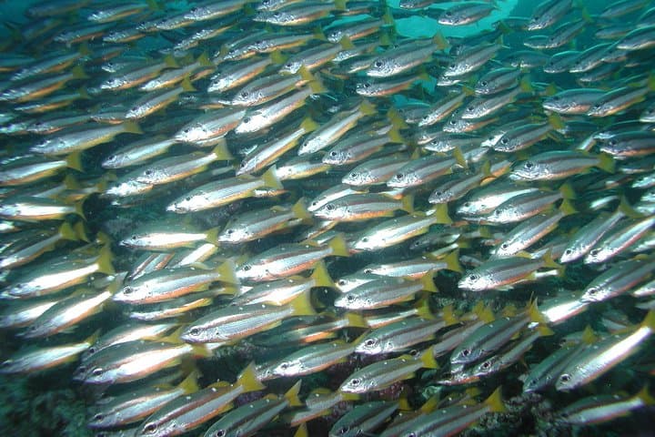 Full-Day Similan Islands Scuba Diving from Phuket — Two-Tank Guided Trip photo 5