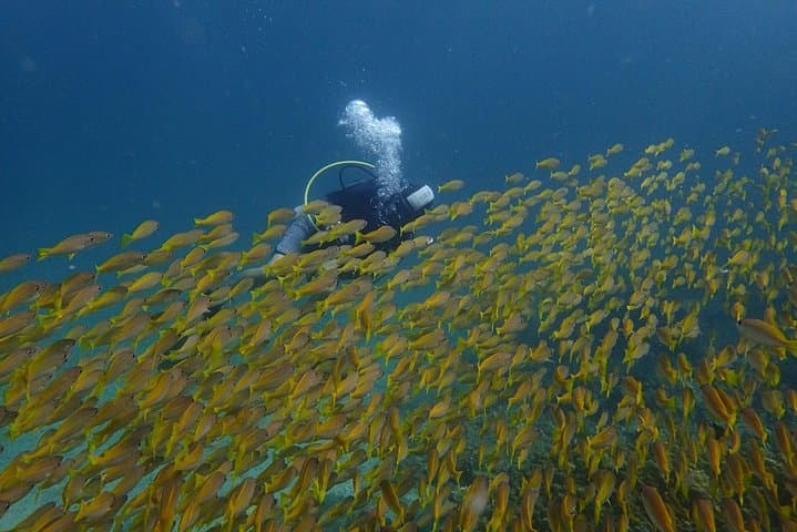 Full-Day Similan Islands Scuba Diving from Phuket — Two-Tank Guided Trip photo 3