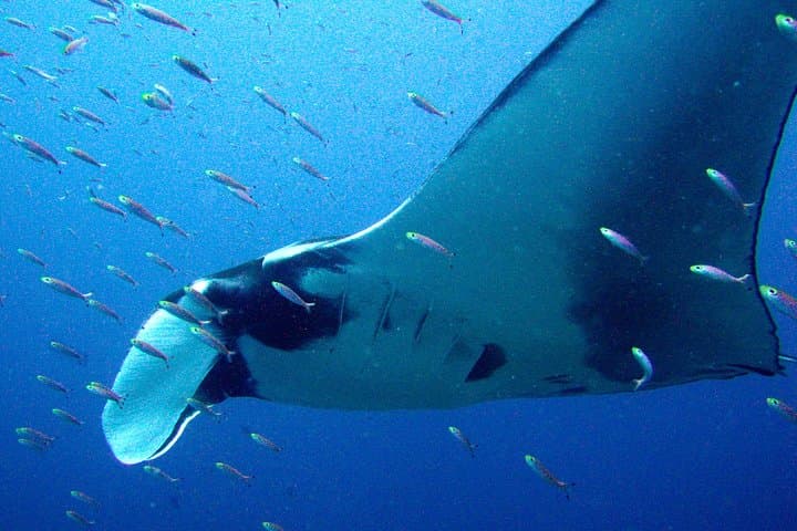 Full-Day Similan Islands Scuba Diving from Phuket — Two-Tank Guided Trip photo 6