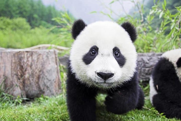 Half-Day Chengdu Private Panda Tour — See Giant Pandas at the Chengdu Research Base photo 2