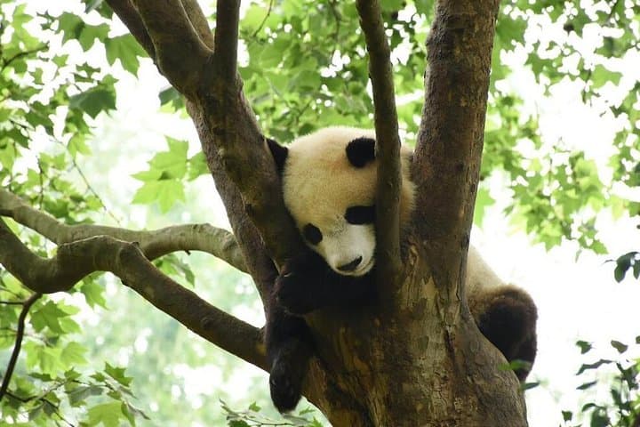 Half-Day Chengdu Private Panda Tour — See Giant Pandas at the Chengdu Research Base photo 3