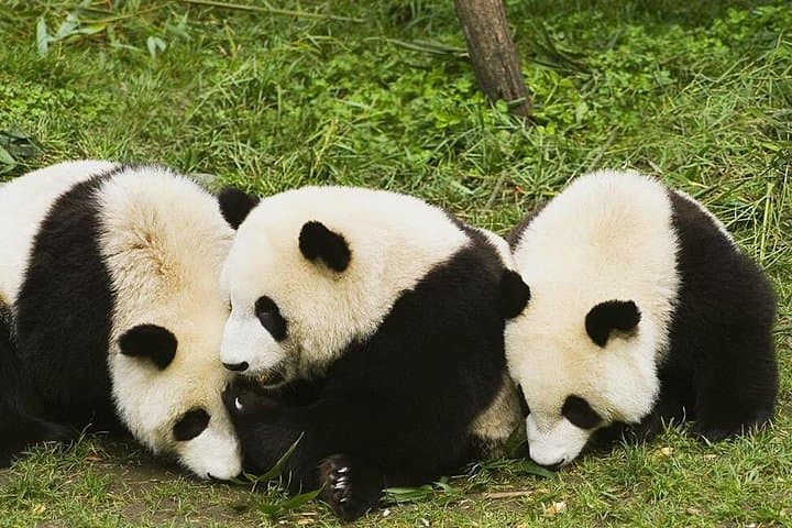Half-Day Chengdu Private Panda Tour — See Giant Pandas at the Chengdu Research Base photo 4
