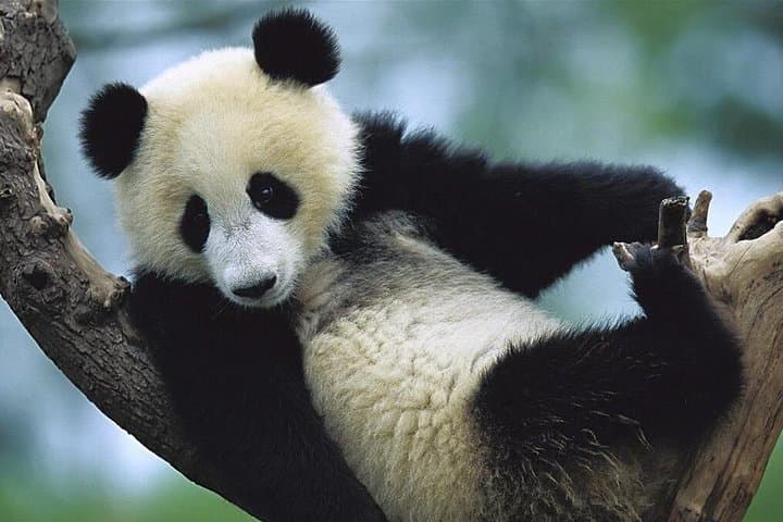 Half-Day Chengdu Private Panda Tour — See Giant Pandas at the Chengdu Research Base photo 5