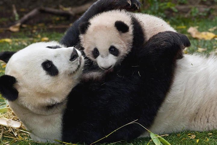 Half-Day Chengdu Private Panda Tour — See Giant Pandas at the Chengdu Research Base photo 6