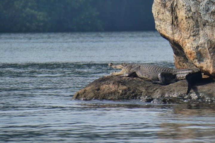 Bentota River Safari: Mangrove Wildlife Encounter in Southern Sri Lanka photo 4