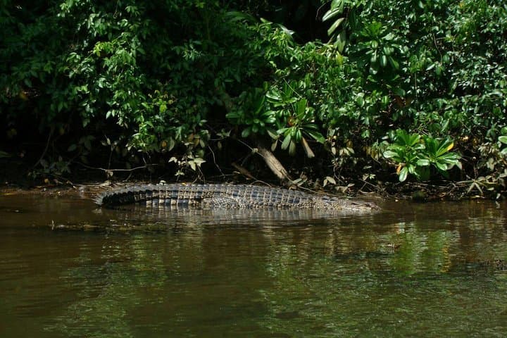 Bentota River Safari: Mangrove Wildlife Encounter in Southern Sri Lanka photo 5