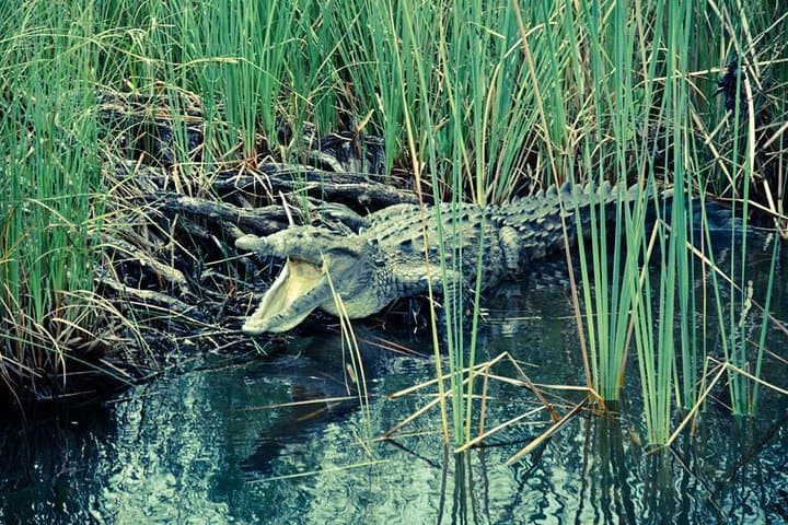 Private Appleton Estate, YS Falls & Black River Safari from Montego Bay photo 6