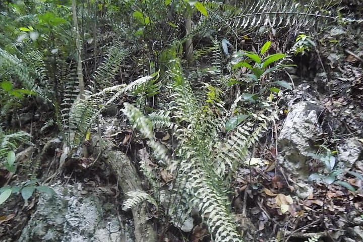 Fern Gully to Turtle Beach: Ocho Rios Shore Excursion Guide photo 2