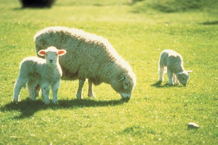 From Akaroa Wharf to Working Sheep Farm: Banks Peninsula Shore Excursion photo 2