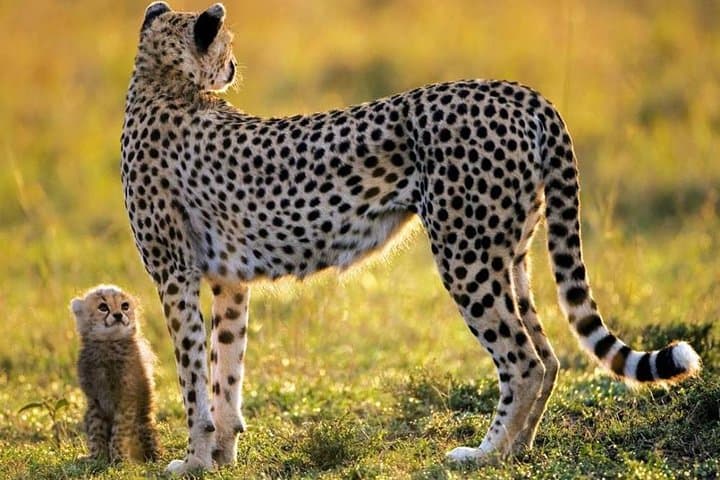 Cape Town in Three Days: Aquila Safari, Cape Peninsula & Winelands photo 5