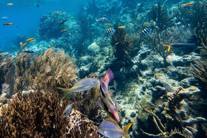 Sosúa Bay Snorkeling Tour from Puerto Plata: Coral Reefs, Turtles & Beach Time photo 3