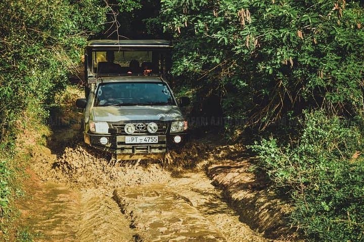Yala Safari from Hambantota Port: 4x4 Leopard and Wetland Wildlife Experience photo 3