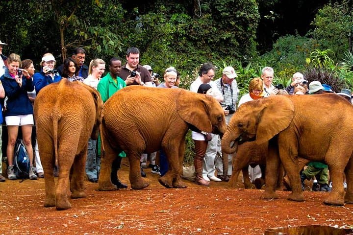 Exploring Nairobi National Park and Wildlife Conservation Tours photo 4
