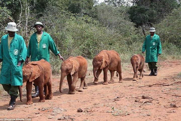 Exploring Nairobi National Park and Wildlife Conservation Tours photo 6