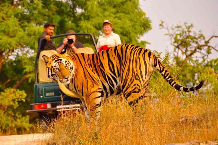 Golden Triangle with Ranthambore: 8-Day Delhi–Agra–Jaipur Tiger Safari photo 1