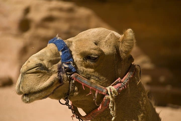 Al Ain City Tour: Museums, Camel Market, Jebel Hafeet & Hot Springs photo 3