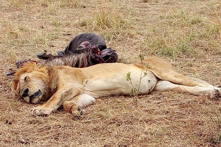 Lake Manyara Full-Day Safari from Arusha — Flamingos, Tree-Climbing Lions & Hippo Pond photo 3
