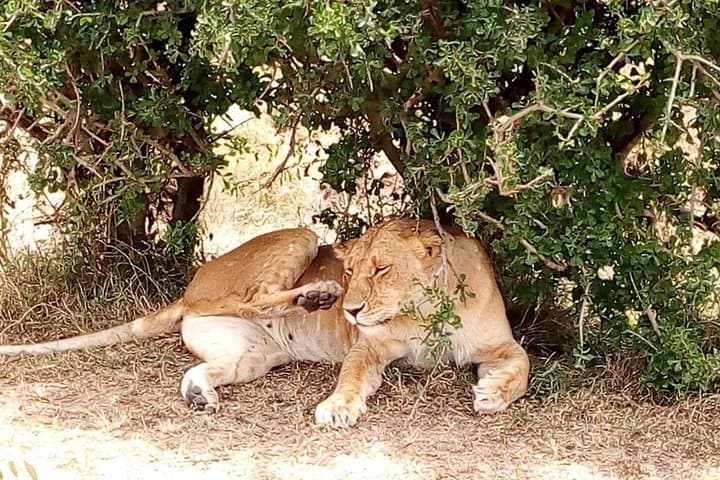 Lake Manyara Full-Day Safari from Arusha — Flamingos, Tree-Climbing Lions & Hippo Pond photo 4