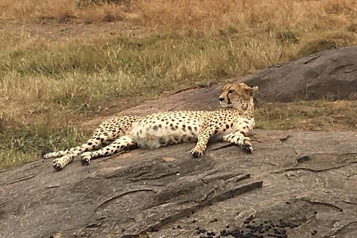 Lake Manyara Full-Day Safari from Arusha — Flamingos, Tree-Climbing Lions & Hippo Pond photo 5