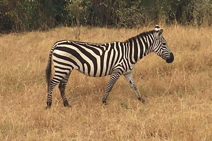 Lake Manyara Full-Day Safari from Arusha — Flamingos, Tree-Climbing Lions & Hippo Pond photo 6