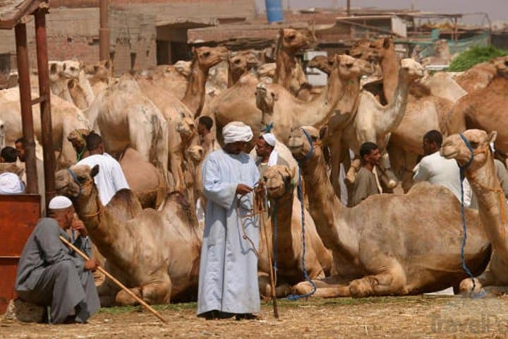 Al Ain City Tour: Museums, Camel Market, Jebel Hafeet & Hot Springs photo 5