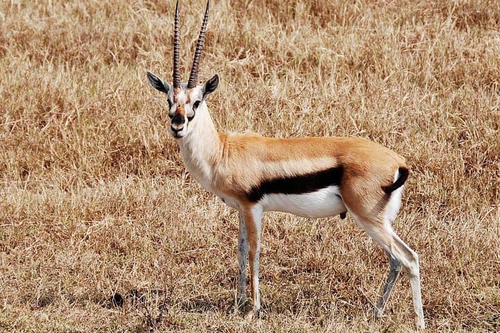 Cape Town in Three Days: Aquila Safari, Cape Peninsula & Winelands photo 4