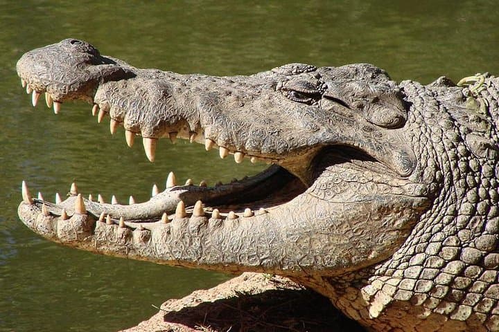 Cape Town 3-Day Adventure: Crocodile Cage Dive, Cape Peninsula & Winelands Tasting photo 4