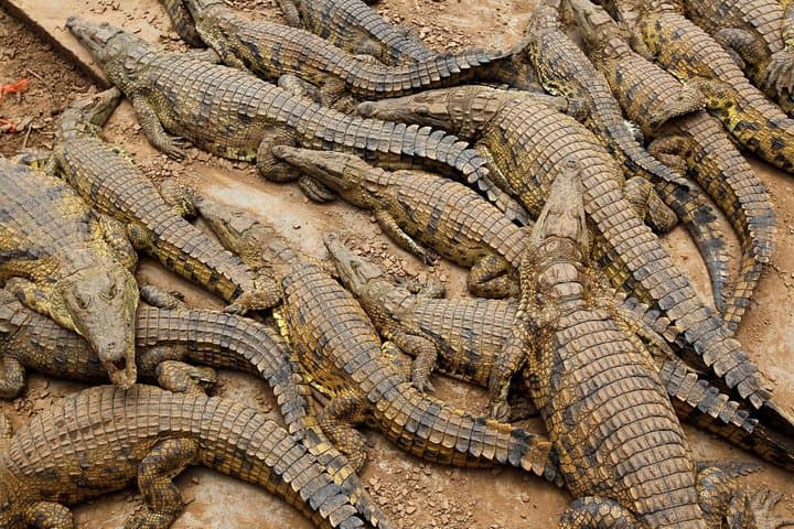 Cape Town 3-Day Adventure: Crocodile Cage Dive, Cape Peninsula & Winelands Tasting photo 3