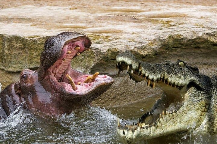 Cape Town 3-Day Adventure: Crocodile Cage Dive, Cape Peninsula & Winelands Tasting photo 5