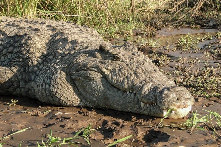 Cape Town 3-Day Adventure: Crocodile Cage Dive, Cape Peninsula & Winelands Tasting photo 2