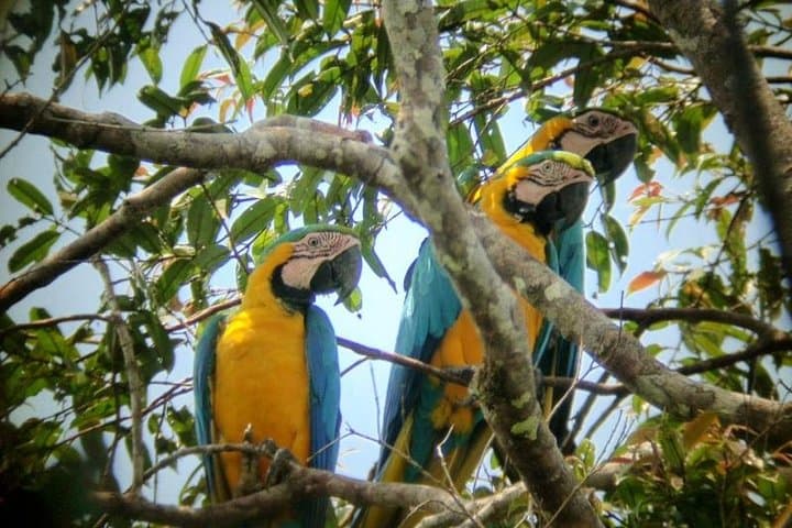 Caiman Eco-Lodge Cuyabeno: 4-Day Amazon Canoe & Jungle Experience photo 2
