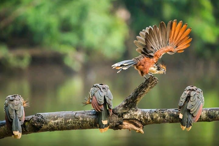Caiman Eco-Lodge Cuyabeno: 4-Day Amazon Canoe & Jungle Experience photo 3