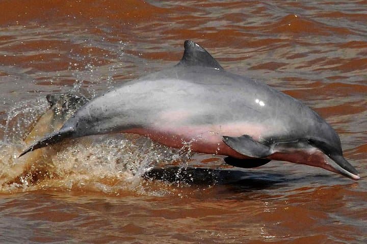 Caiman Eco-Lodge Cuyabeno: 4-Day Amazon Canoe & Jungle Experience photo 4