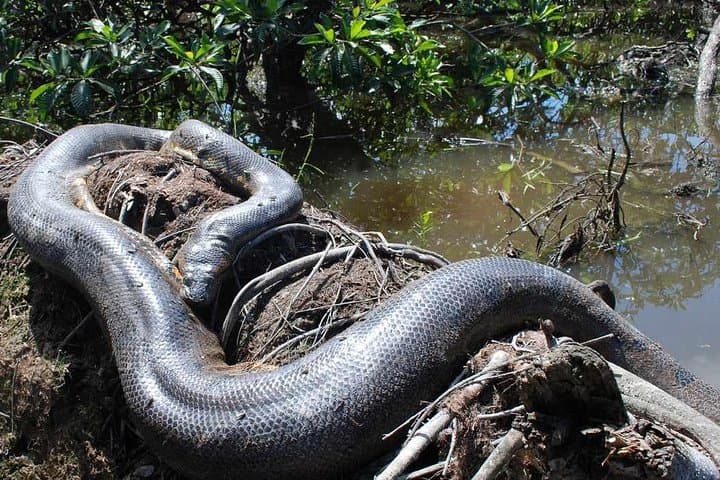Caiman Eco-Lodge Cuyabeno: 4-Day Amazon Canoe & Jungle Experience photo 5