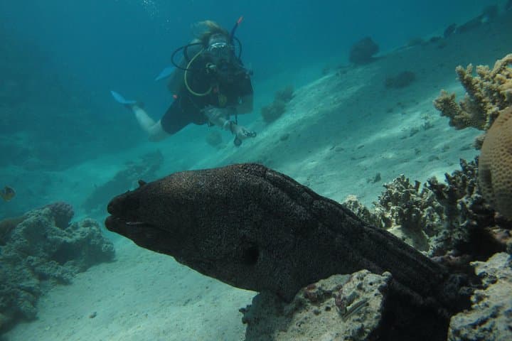 Explore Red Sea Reef Ecology: PADI Underwater Naturalist Course in Hurghada