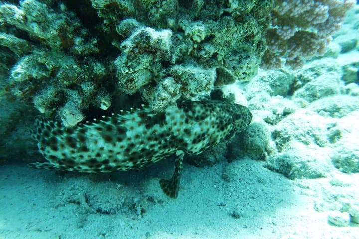 Explore Red Sea Reef Ecology: PADI Underwater Naturalist Course in Hurghada photo 2