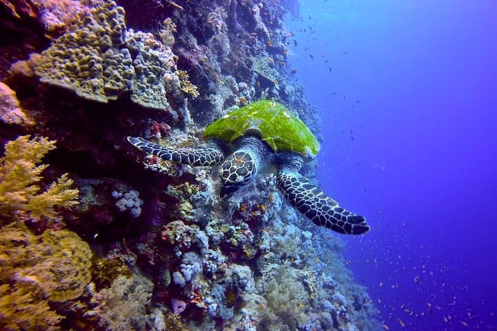 Explore Red Sea Reef Ecology: PADI Underwater Naturalist Course in Hurghada photo 3