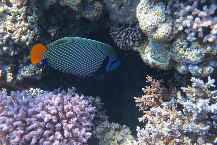 Explore Red Sea Reef Ecology: PADI Underwater Naturalist Course in Hurghada photo 4